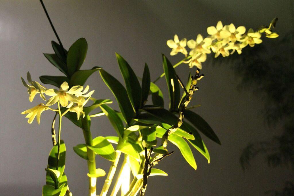 Orchid Lagan Place Palawan Puerto Princesa Екстер'єр фото